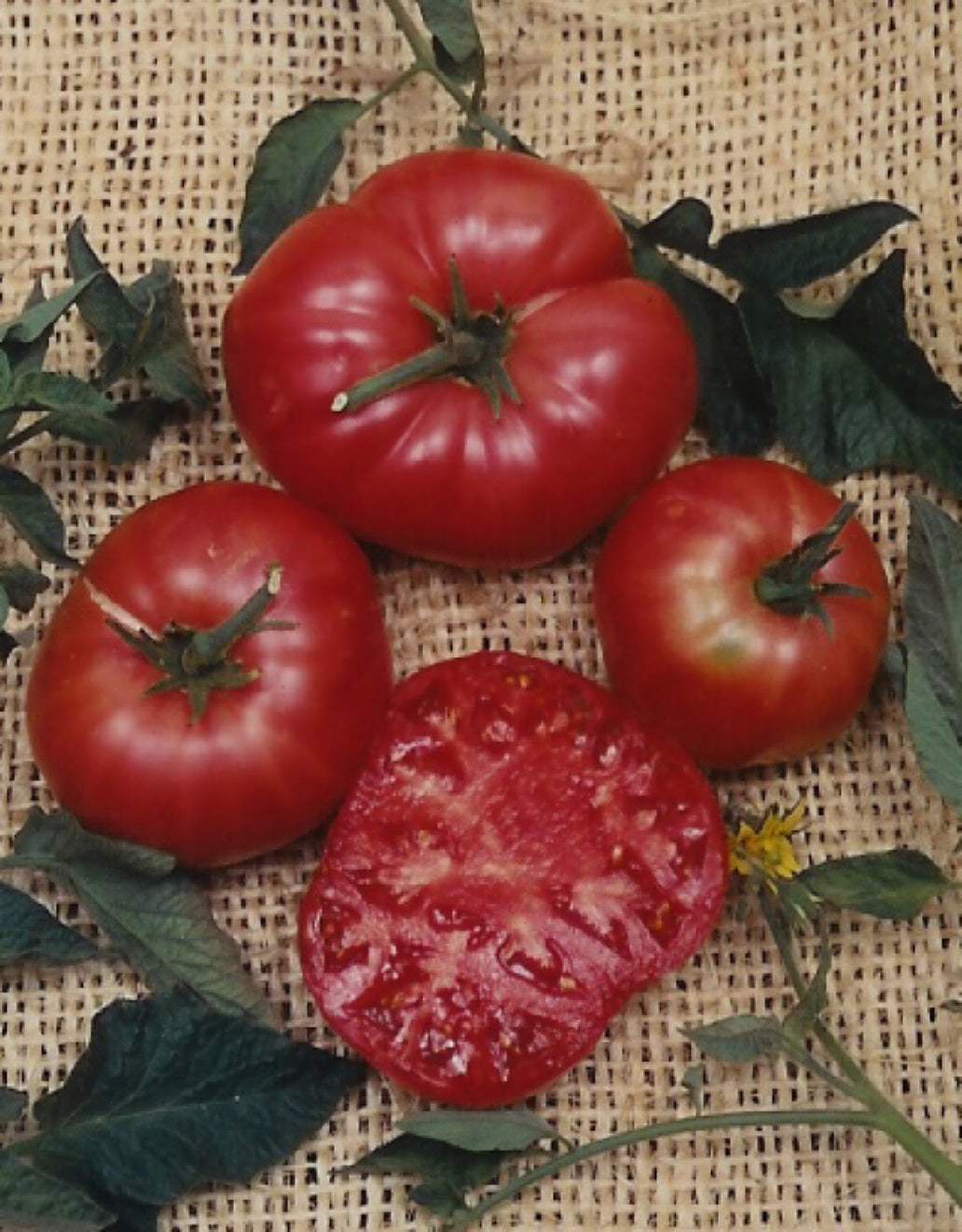 Tomato Brandywine Organic Seeds