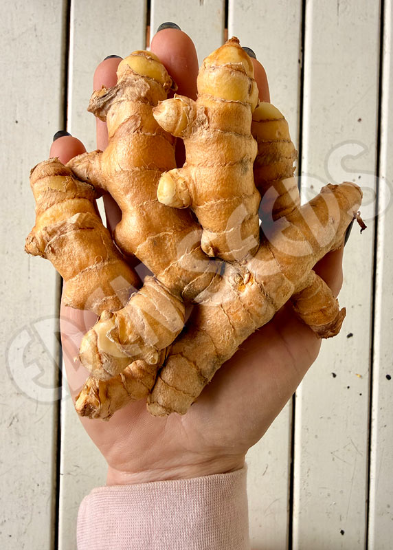 Turmeric Rhizomes Organic Seeds