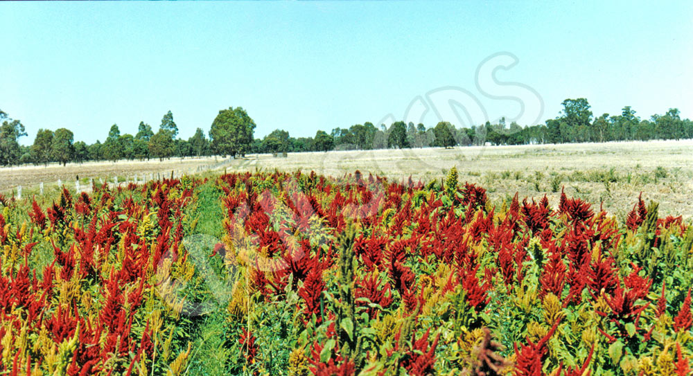 Amaranth Grain Amaranth Organic Seeds
