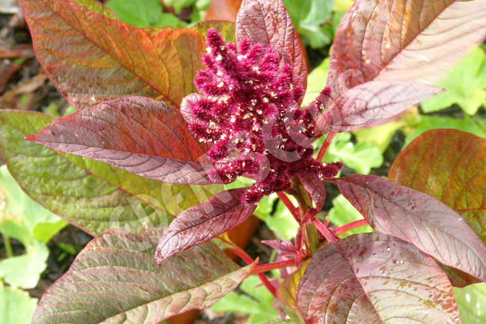Amaranth Leaf Seeds