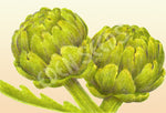Illustration of two green artichokes on a beige background