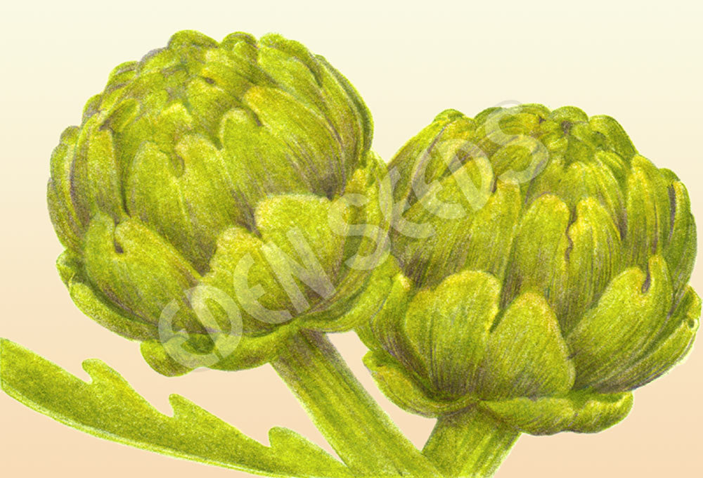 Illustration of two green artichokes on a beige background