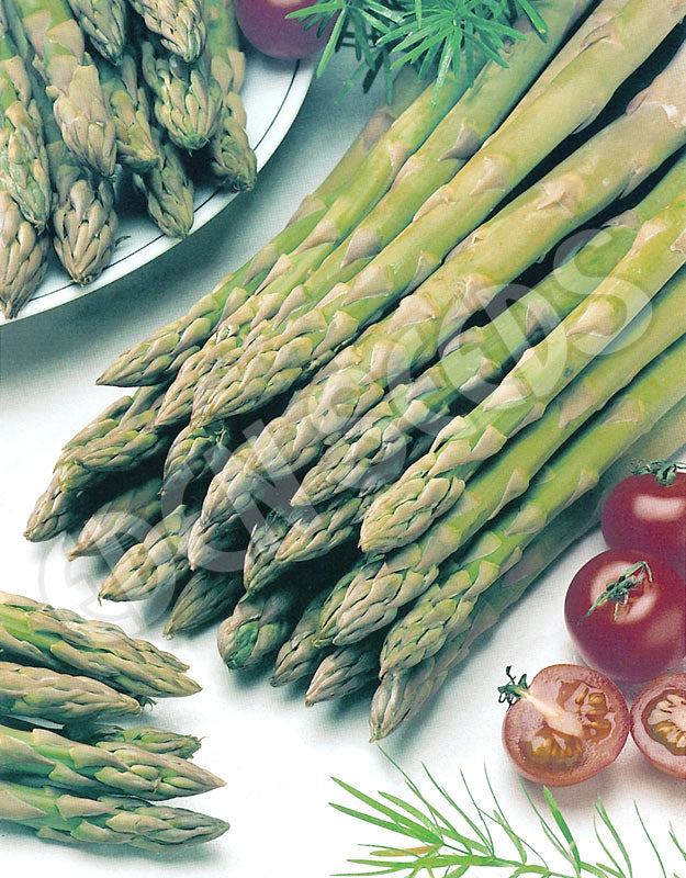 Asparagus Connovers Colossal Seeds