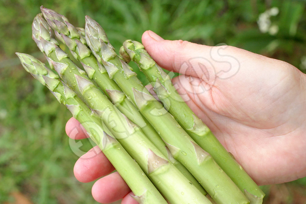 Asparagus Mary Washington Seeds