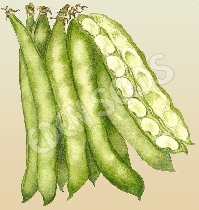 Bean Broad Big Ben Organic Seeds