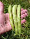 Bean Broad Coles Dwarf Seeds