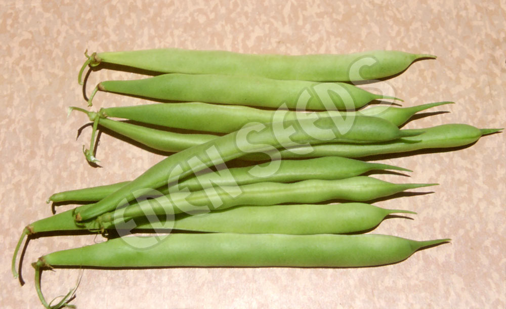 Bean Bush Brown Beauty Seeds