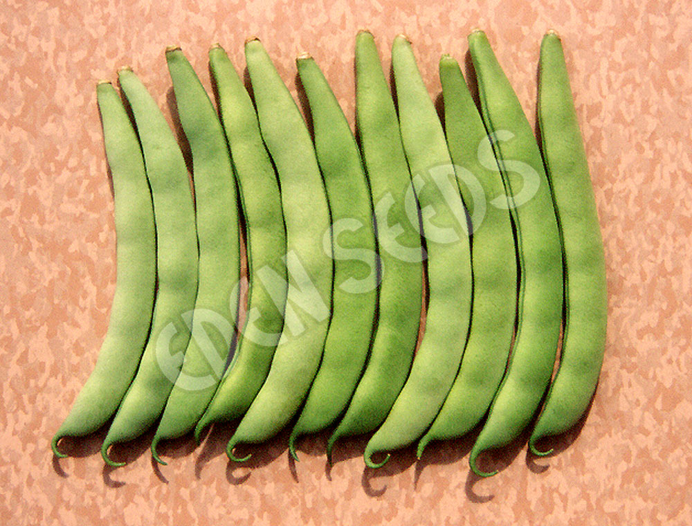 Bean Bush Double Princess Seeds