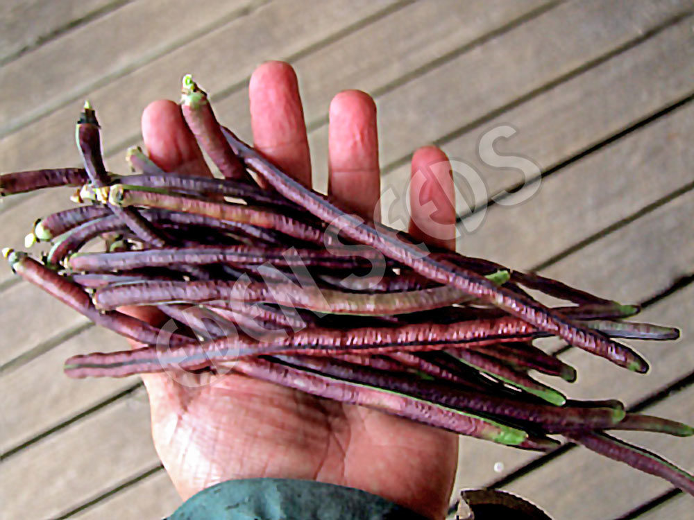 Bean Bush Snake Bean Dwarf Burgundy Seeds