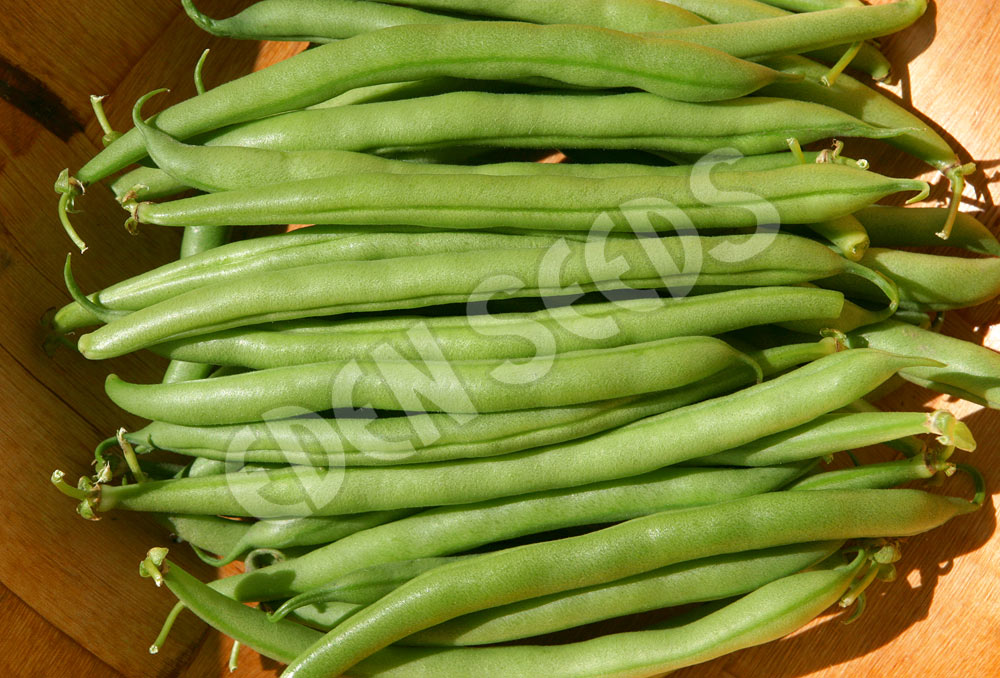 Bean Bush Gourmet Delight Seeds