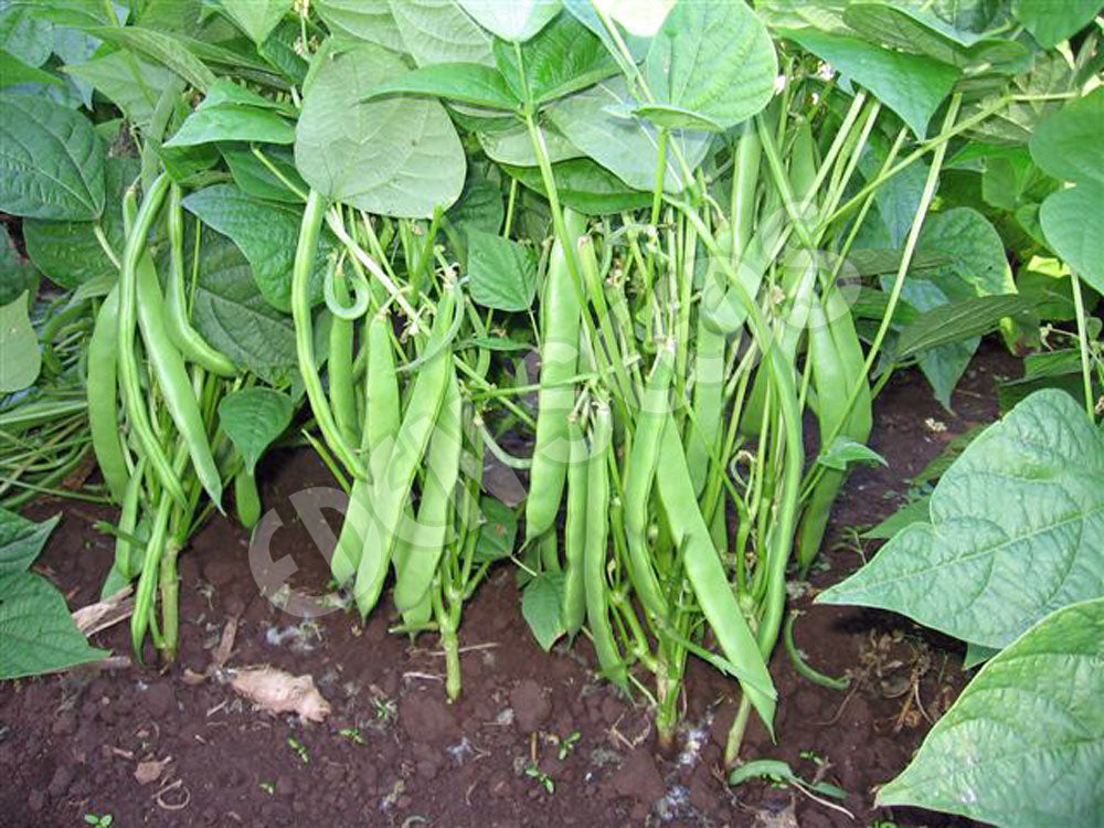 Bean Bush Roma 2 Seeds