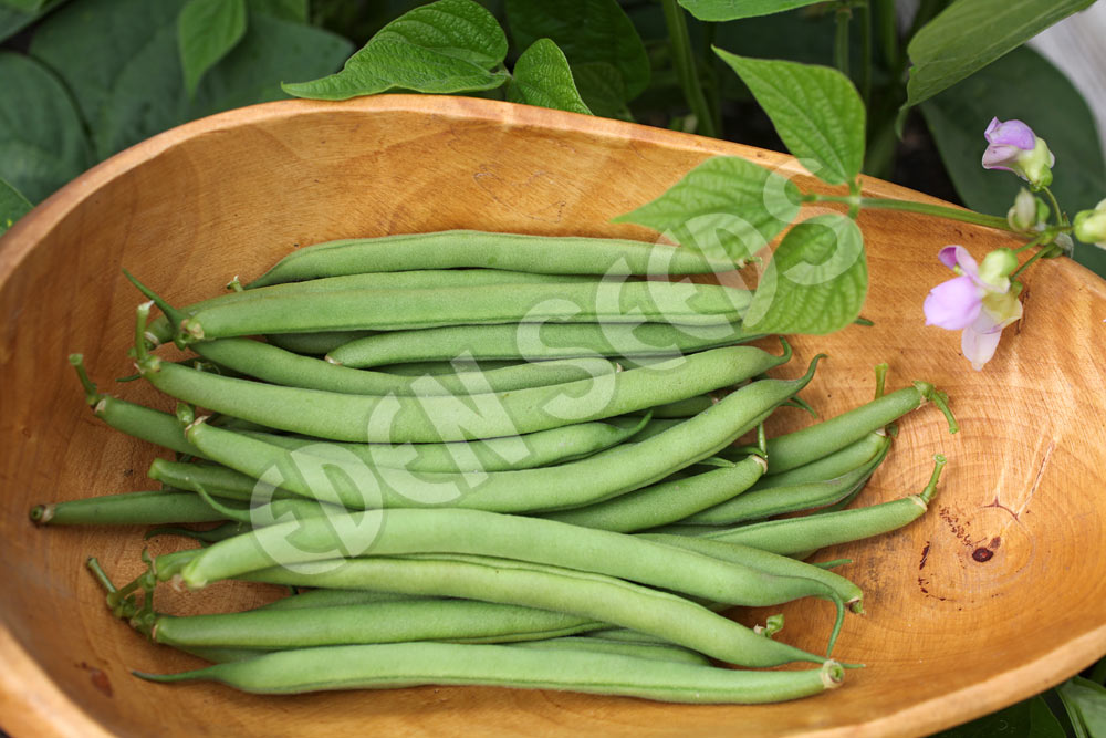 Bean Bush Provider Seeds