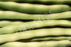 Bean Bush Redland Pioneer Seeds