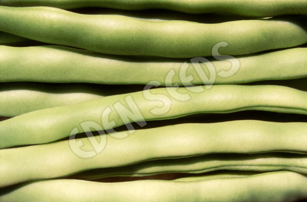 Bean Bush Redland Pioneer Seeds