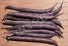 Bean Bush Royal Burgundy Seeds