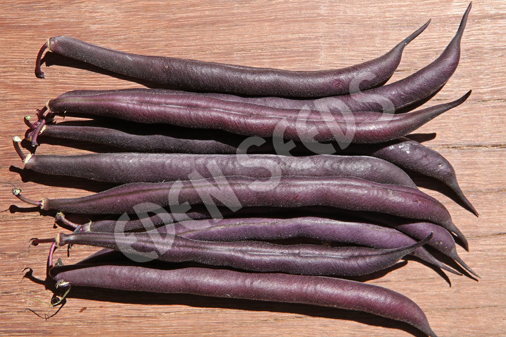 Bean Bush Royal Burgundy Seeds