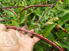 Bean Bush Snake Bean Dwarf Red Seeds