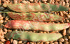 Bean Bush Tongue Of Fire Seeds