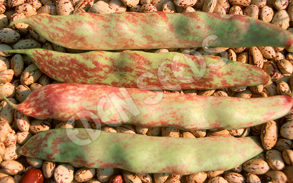 Bean Bush Tongue Of Fire Seeds