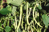 Bean Bush Windsor Long Pod Organic Seeds