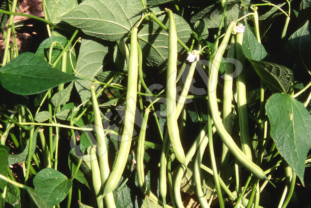 Bean Bush Windsor Long Pod Organic Seeds