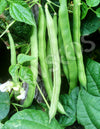 Bean Climbing Blue Lake Organic Seeds