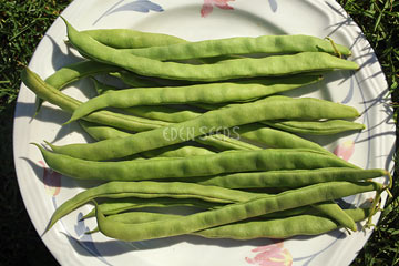 Bean Climbing Giant Of Stuttgart Organic Seeds