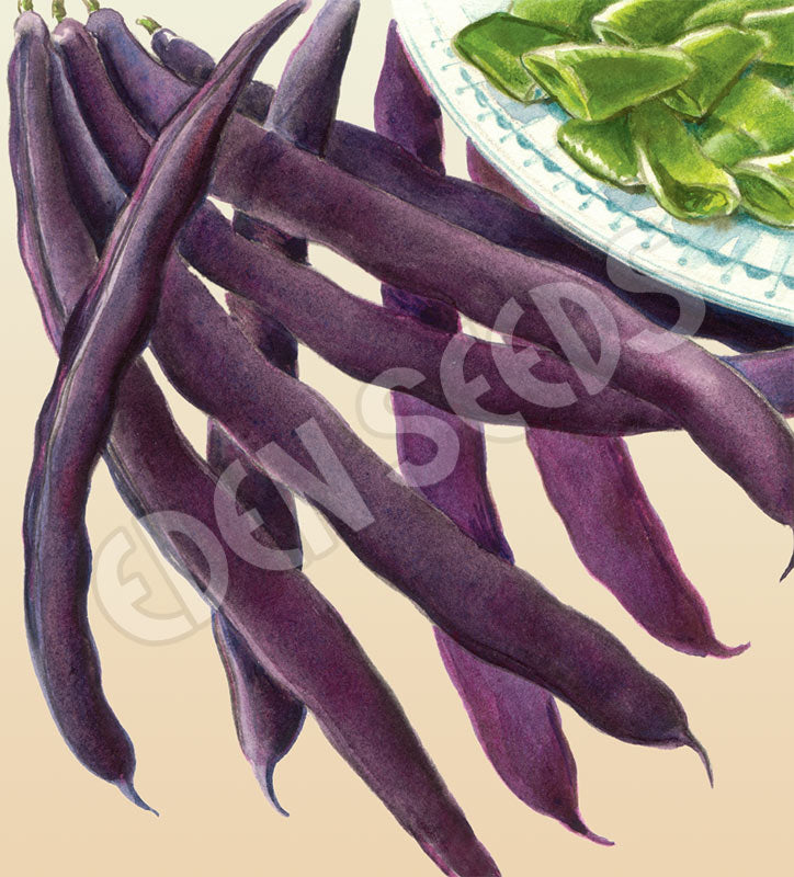 Bean Climbing Purple King Organic Seeds