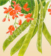 Bean Climbing Scarlet Runner Organic Seeds