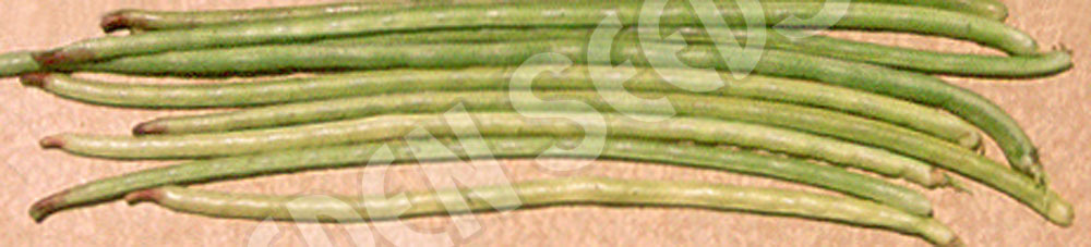 Bean Climbing Snake Bean Black Seeded Seeds