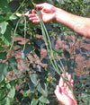 Bean Climbing Snake Bean Red Dragon Seeds