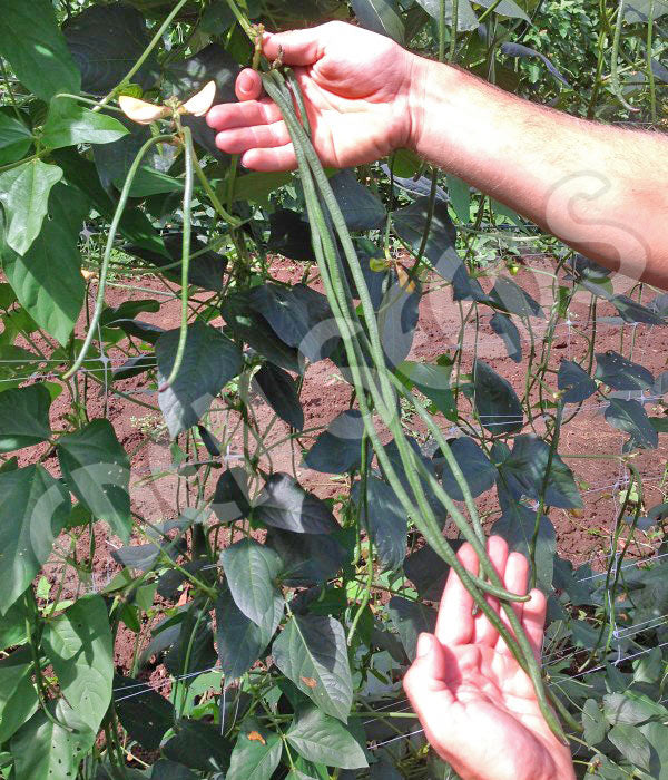 Bean Climbing Snake Bean Red Dragon Seeds