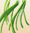 Bean Climbing Snake Bean Brown Seeds
