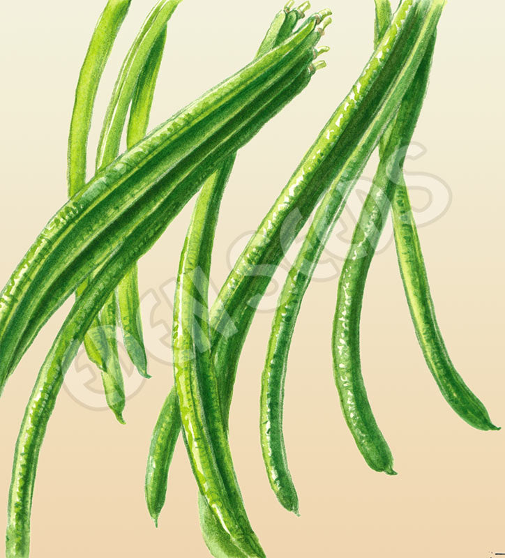 Bean Climbing Snake Bean Brown Seeds