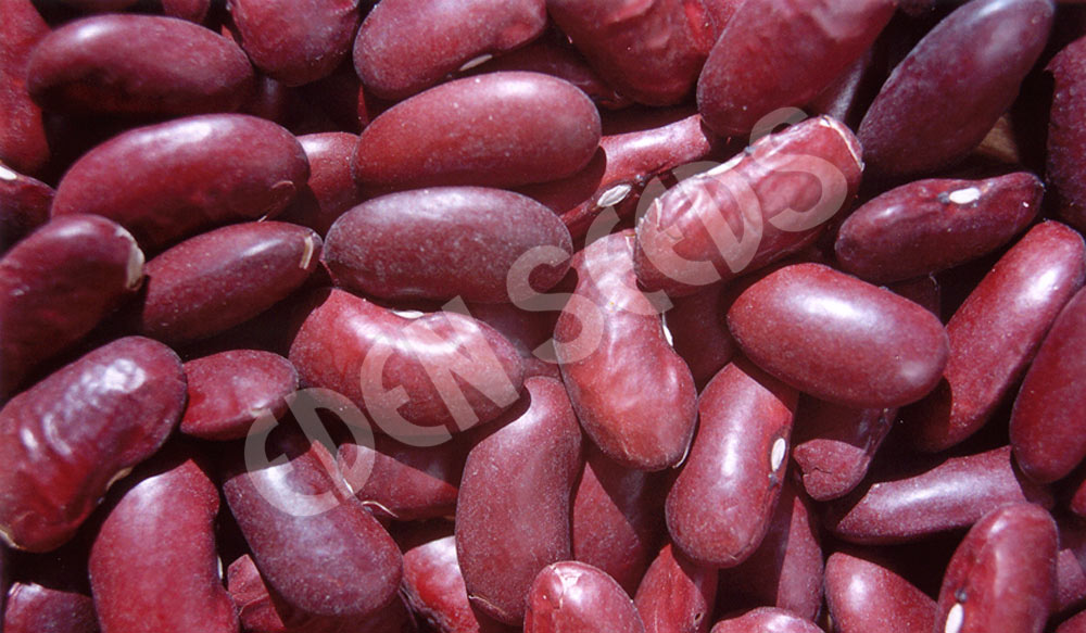 Bean, Red Kidney Seeds