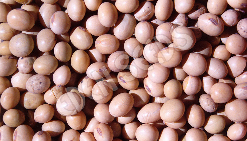 Soy Bean Organic Seeds