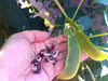 Bean, Madagascar Lima Seeds