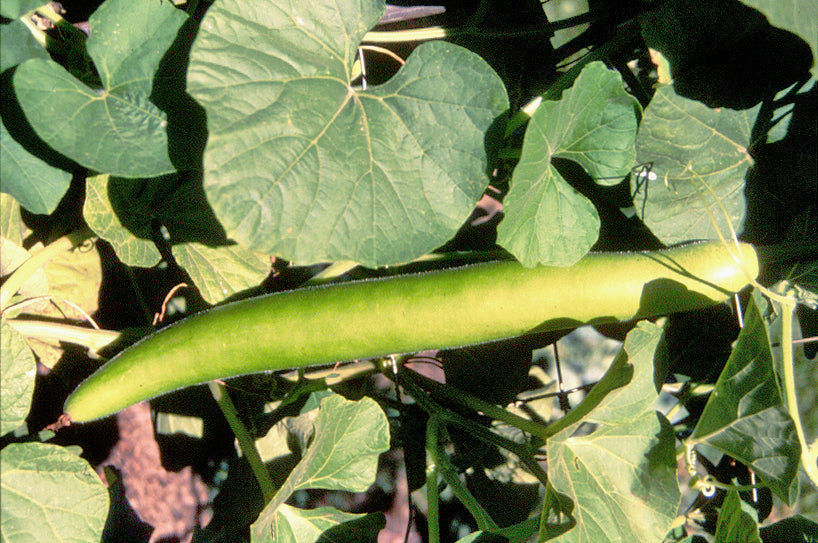 Bean, New Guinea Bean Seeds