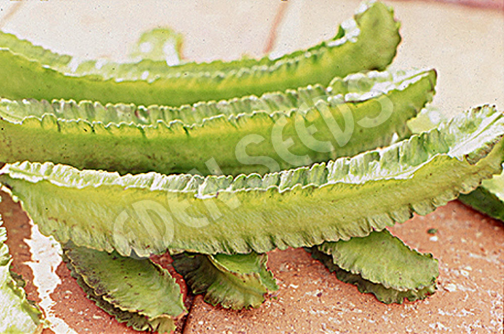 Winged Bean Seeds