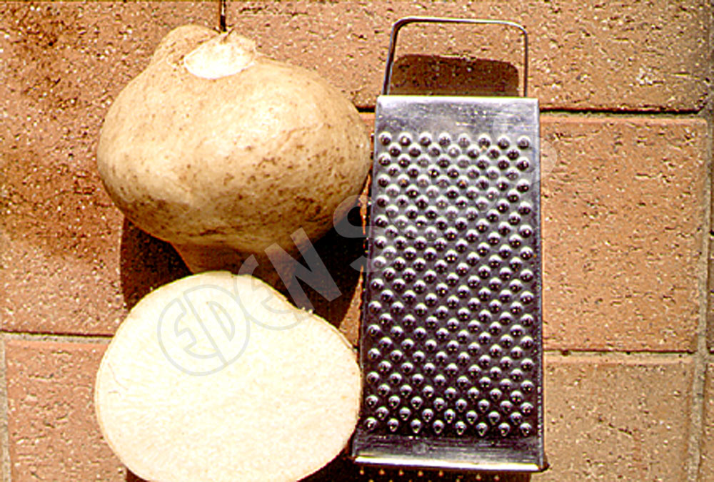 Yam Bean Seeds
