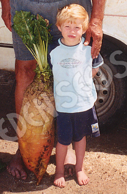 Beetroot Yellow Eckendorf Seeds