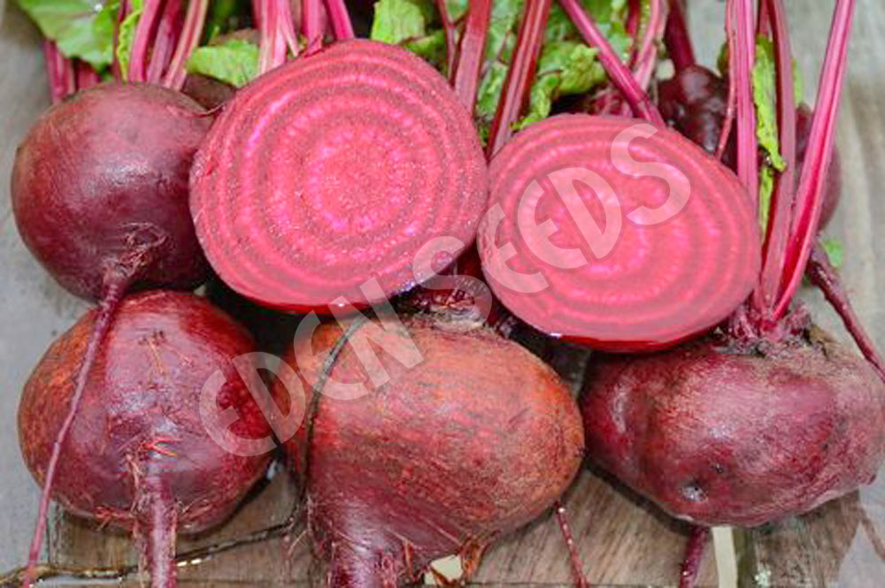 Beetroot Egyptian (Baby Leaf) Seeds
