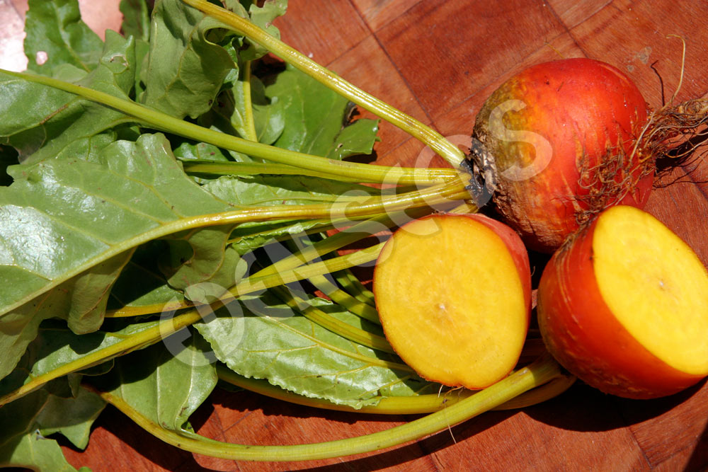 Beetroot Golden Seeds