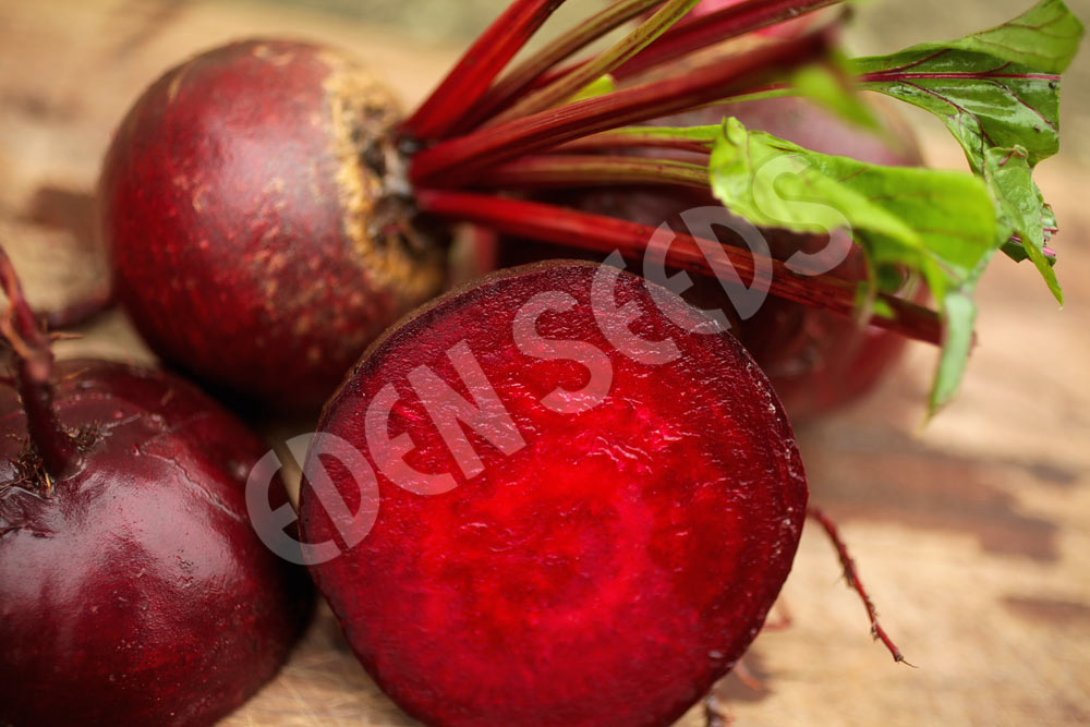 Beetroot Melbourne Early Slowbolt Seeds