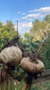 Beetroot White Seeds