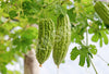 Bitter Melon Seeds