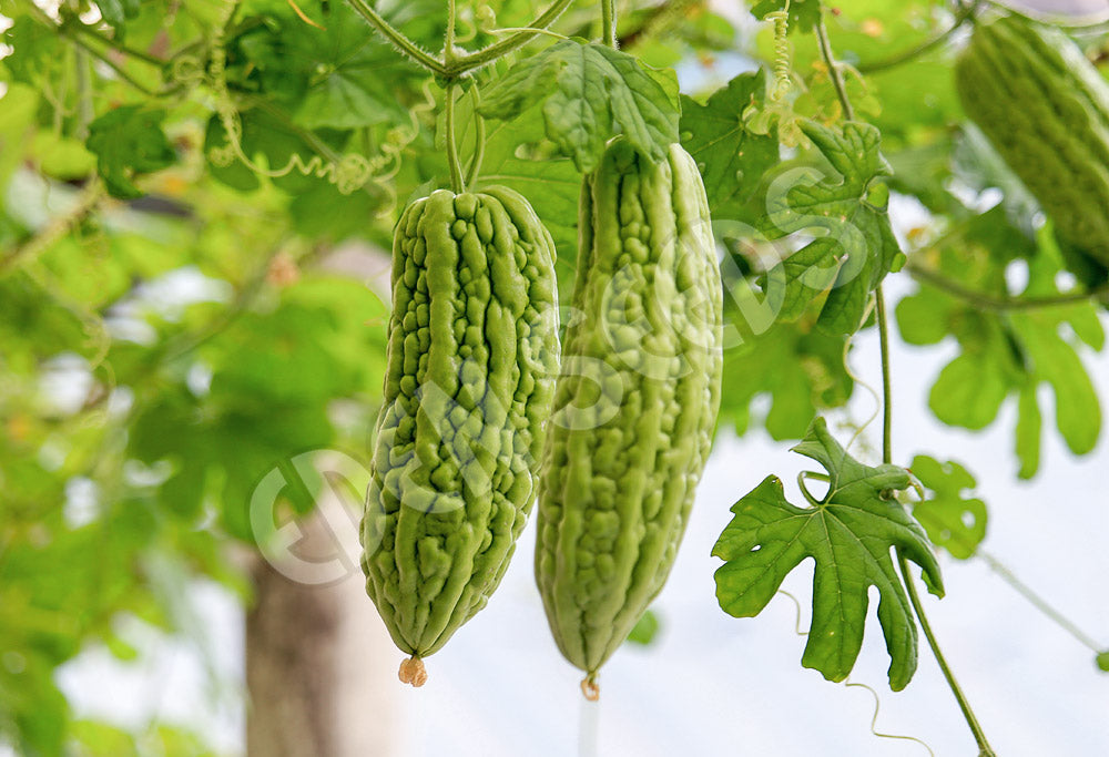 Bitter Melon Seeds