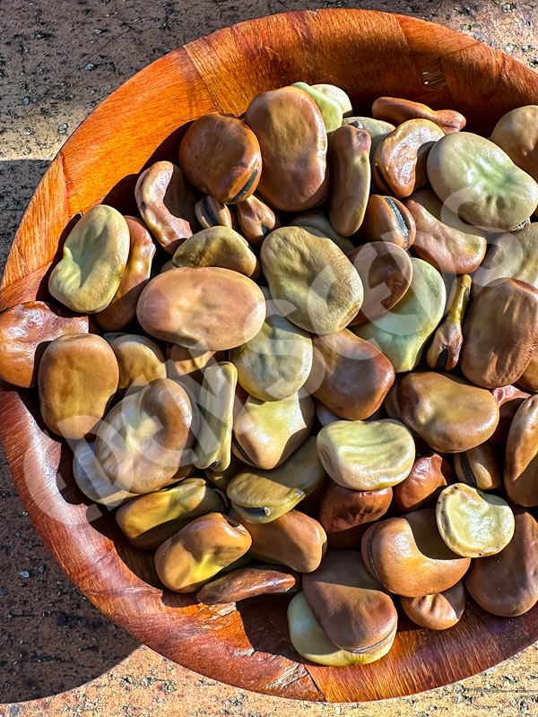 Bean Broad Tripoli Seeds