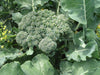 Broccoli Calibrese Organic Seeds