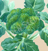 Broccoli Green Sprouting Calabrese Seeds